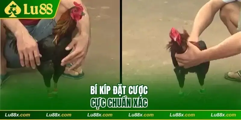 Bí kíp đặt cược chuẩn xác