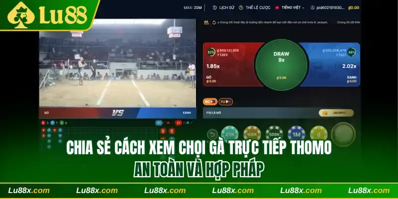 Chia sẻ cách xem chọi gà trực tiếp Thomo hợp pháp