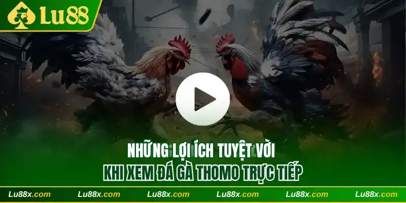 Những lợi ích tuyệt vời khi xem đá gà Thomo trực tiếp